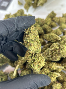 cbd greenhouse og kush