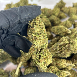 cbd greenhouse og kush
