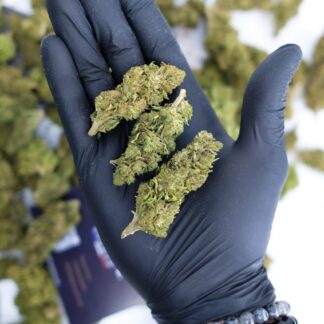 cbd greenhouse skywalker